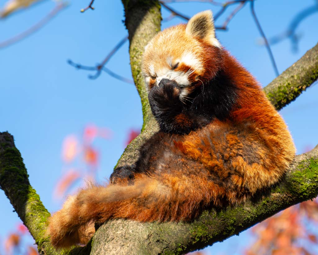 International Red Panda Day – Internationaler Tag des Roten Pandas. Kuriose Feiertage – dritter Samstag im September © 2024 Sven Giese – Bild 4 Ein schlafender roter Panda, der sich entspannt auf einem Ast zusammenrollt.