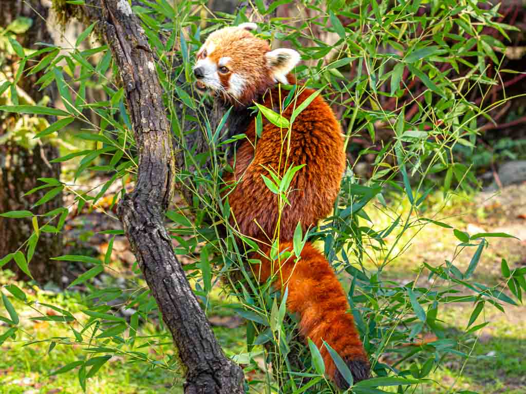 International Red Panda Day – Internationaler Tag des Roten Pandas. Kuriose Feiertage – dritter Samstag im September © 2024 Sven Giese – Bild 2 Ein roter Panda klettert an einem Baumstamm hinauf, umgeben von Bambusblättern.