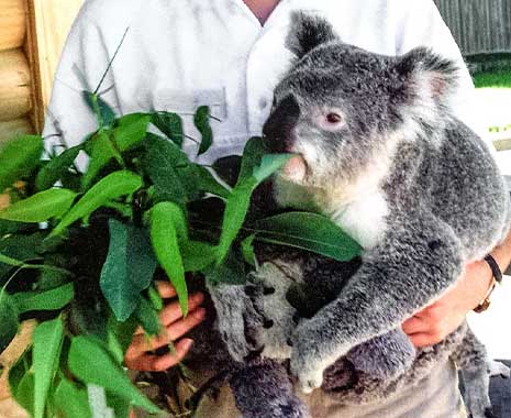 Save the Koala Day - Rettet-die-Koalas-Tag in Australien. Kuriose Feiertage - letzter Freitag im September © 2020 Sven Giese