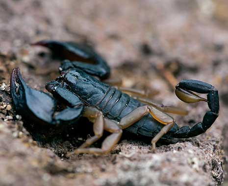 Skorpion-Selbsthilfetag - Married to a Scorpio Support Day in den USA. Kuriose Feiertage - 18. November © 2020 Thomas Huntke