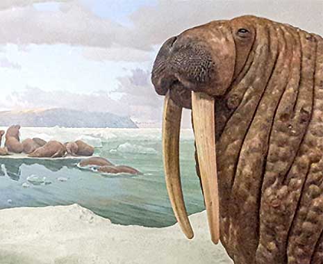 Walross-Tag in Russland. Kuriose Feiertage - 24. November © 2020 Sven Giese