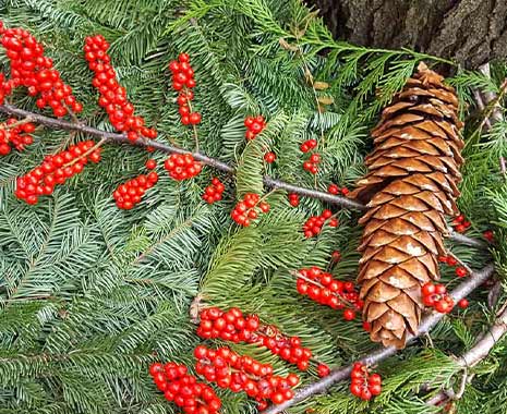 Tag des Tannenzapfens Deutschland. Kuriose Feiertage - 16. Dezember © 2020 Sven Giese