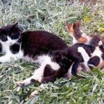 cuddly kitten day usa kuriose feiertage 2025 sven giese featured