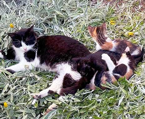 cuddly kitten day usa kuriose feiertage 2025 sven giese featured