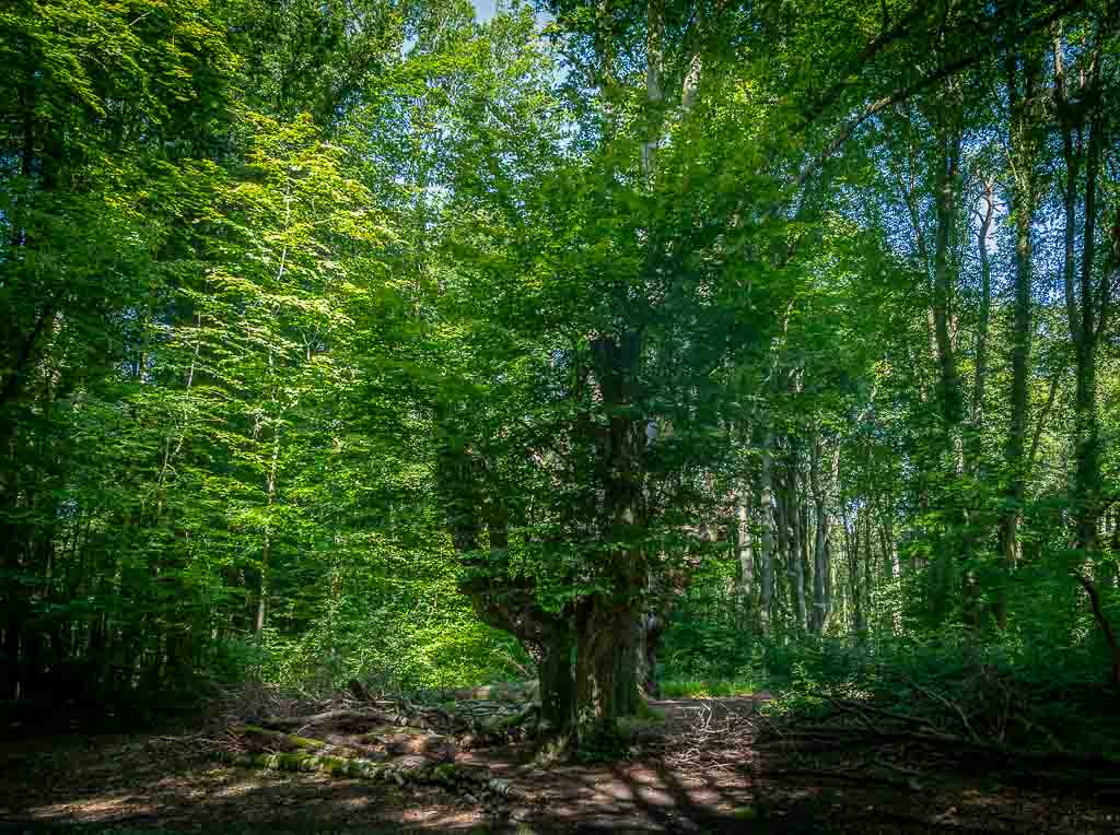 Dichter grüner Wald im Sommer, mittig großer Baum, Sonnenlicht fällt durch die Blätter.