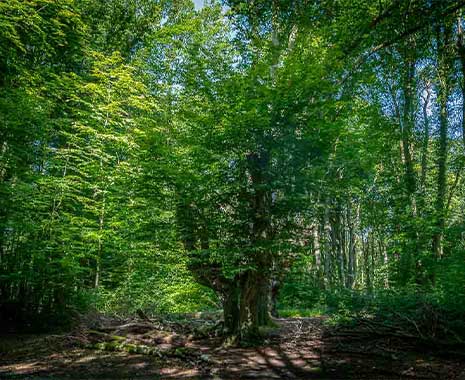 nationale boomfeestdag niederlande kuriose feiertage 2025 sven giese featured