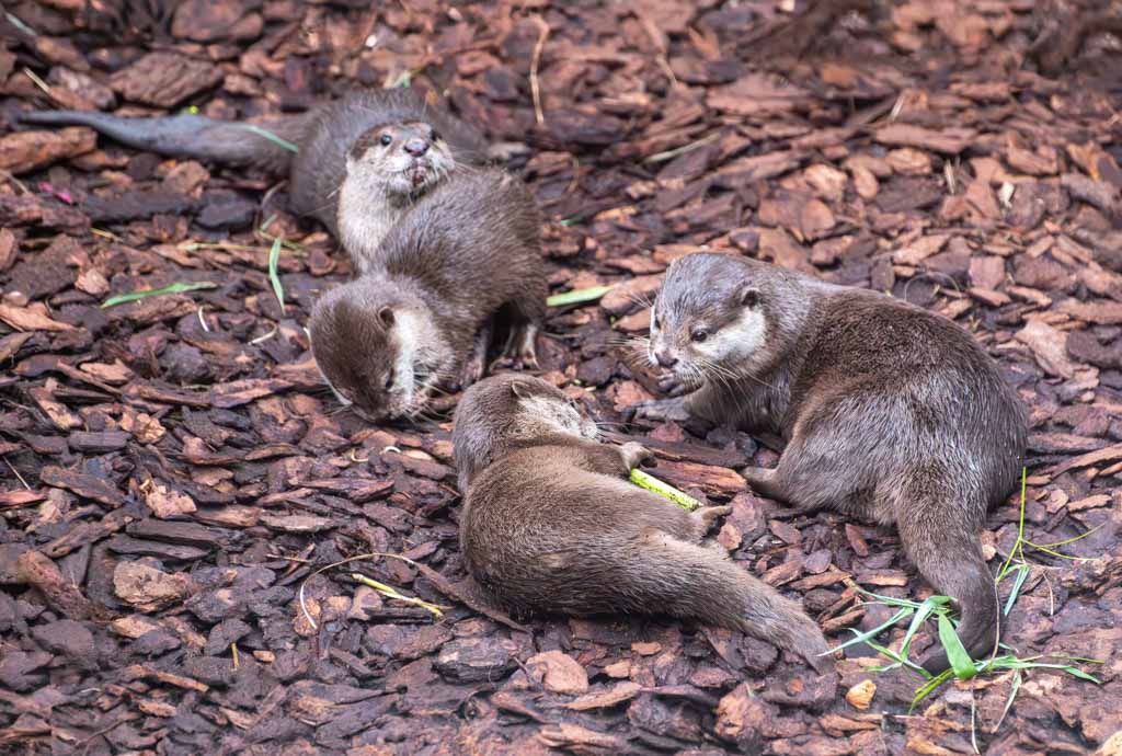 World Otter Day – Welttag der Otter. Kuriose Feiertage – letzter Mittwoch im Mai © 2024 Sven Giese – Bild 3 Vier kleine Otter liegen und spielen auf einem mit Rinde bedeckten Boden.