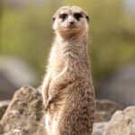 World Meerkat Day – Welltag der Erdmännchen. Kuriose Feiertage - 3. Juli © 2023 Sven Giese