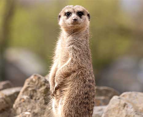 World Meerkat Day – Welltag der Erdmännchen. Kuriose Feiertage - 3. Juli © 2023 Sven Giese