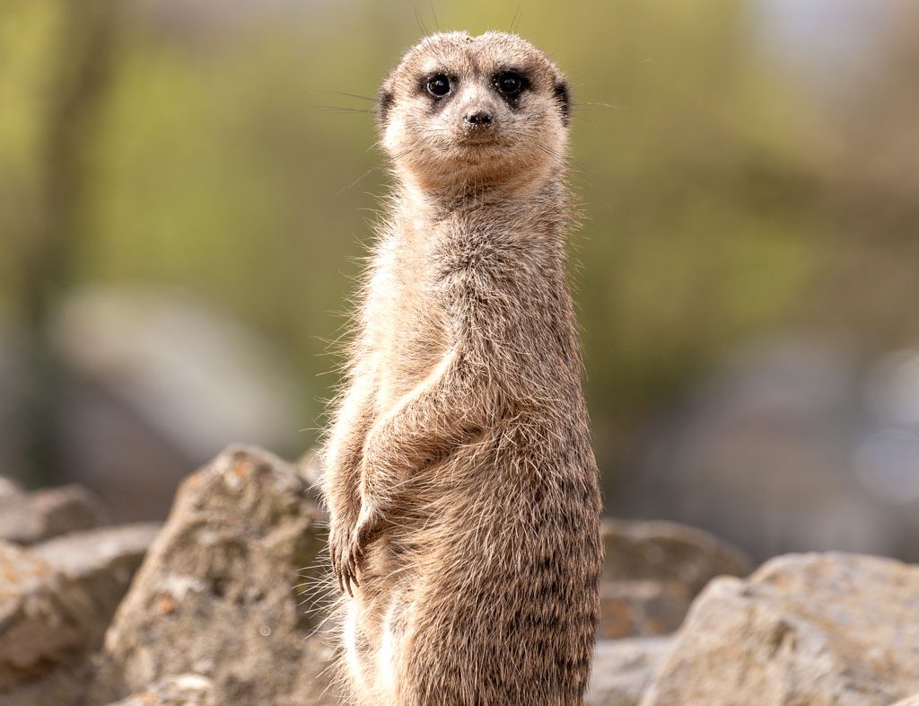 World Meerkat Day – Welltag der Erdmännchen. Kuriose Feiertage - 3. Juli © 2023 Sven Giese – Bild 2 Nahaufnahme eines aufrecht stehenden Erdmännchens zwischen hellen Felsen.