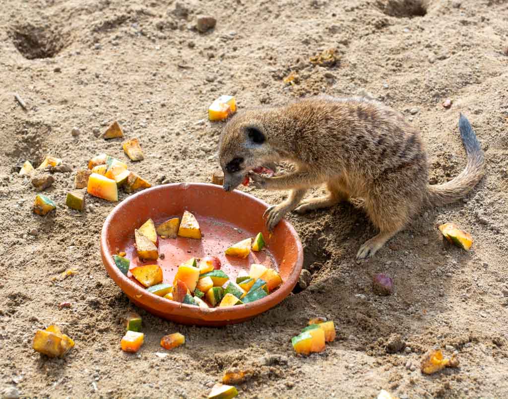 World Meerkat Day – Welltag der Erdmännchen. Kuriose Feiertage - 3. Juli © 2023 Sven Giese – Bild 3 Erdmännchen frisst Obststücke aus einer braunen Tonschale auf sandigem Boden.
