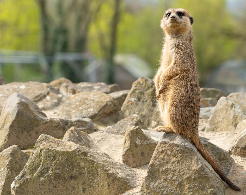 World Meerkat Day – Welltag der Erdmännchen. Kuriose Feiertage - 3. Juli © 2023 Sven Giese – Bild 4 Erdmännchen steht wachsam auf Felsen mit unscharfem Hintergrund im Gehege.
