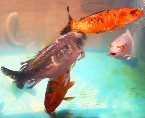 Fish Tank Floorshow Night - Aquarium-Revue-Nacht in den USA. Kuriose Feiertage - 28. September © 2021 Sven Giese