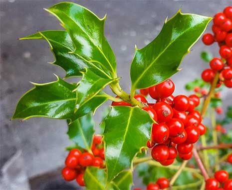 Holly Day - Tag der Stechpalme in den USA. Kuriose Feiertage - 19. Dezember © 2021 Sven Giese