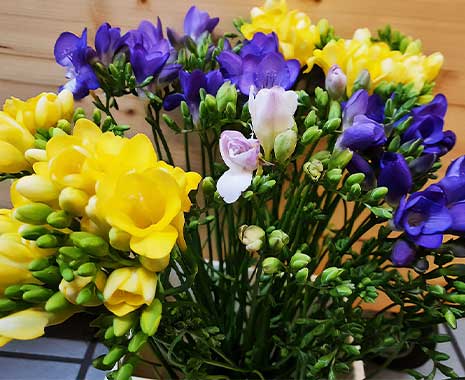 Tag der Freesien in Deutschland. Kuriose Feiertage - 11. April © 2022 Sven Giese