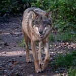 tag des wolfes deutschland kuriose feiertage 2026 sven giese featured
