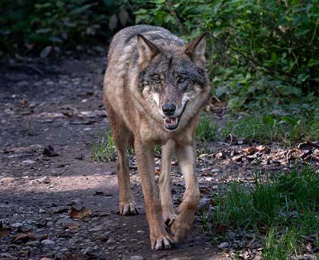 tag des wolfes deutschland kuriose feiertage 2026 sven giese featured