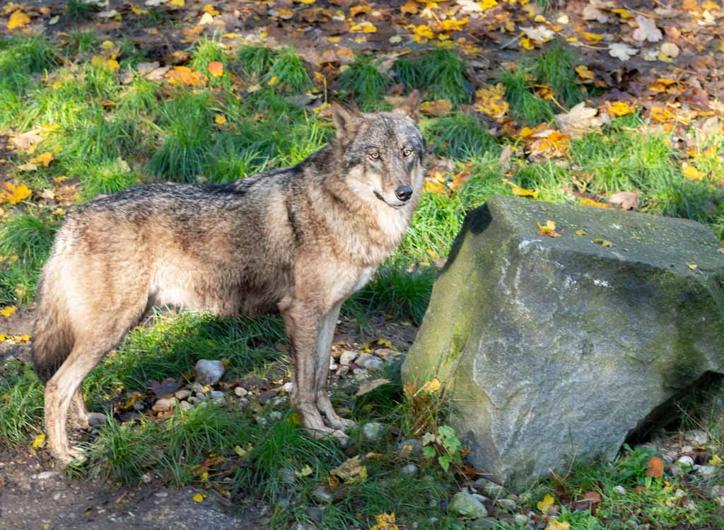 Tag des Wolfes in Deutschland. Kuriose Feiertage - 30. April © 2024 Sven Giese – Bild 2 Ein Wolf steht aufmerksam neben einem großen Felsen auf einer Wiese mit Herbstlaub.