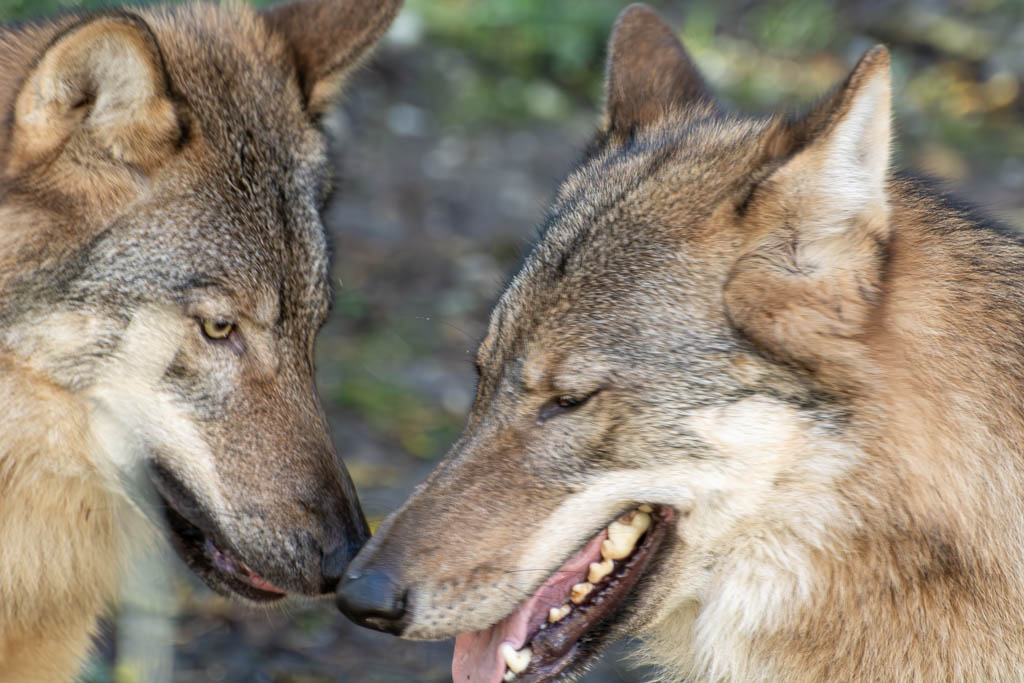 Tag des Wolfes in Deutschland. Kuriose Feiertage - 30. April © 2024 Sven Giese – Bild 3 Zwei Wölfe stehen sich gegenüber, einer zeigt leicht die Zähne, beide wirken aufmerksam.