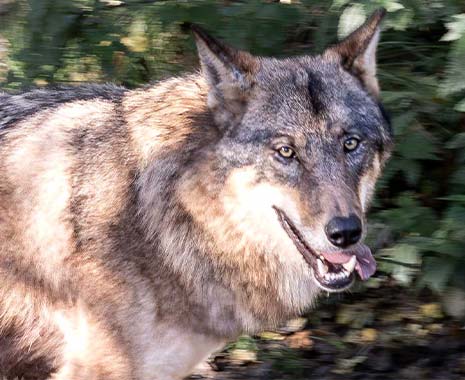 tag des wolfes in deutschland 2024 sven giese featured