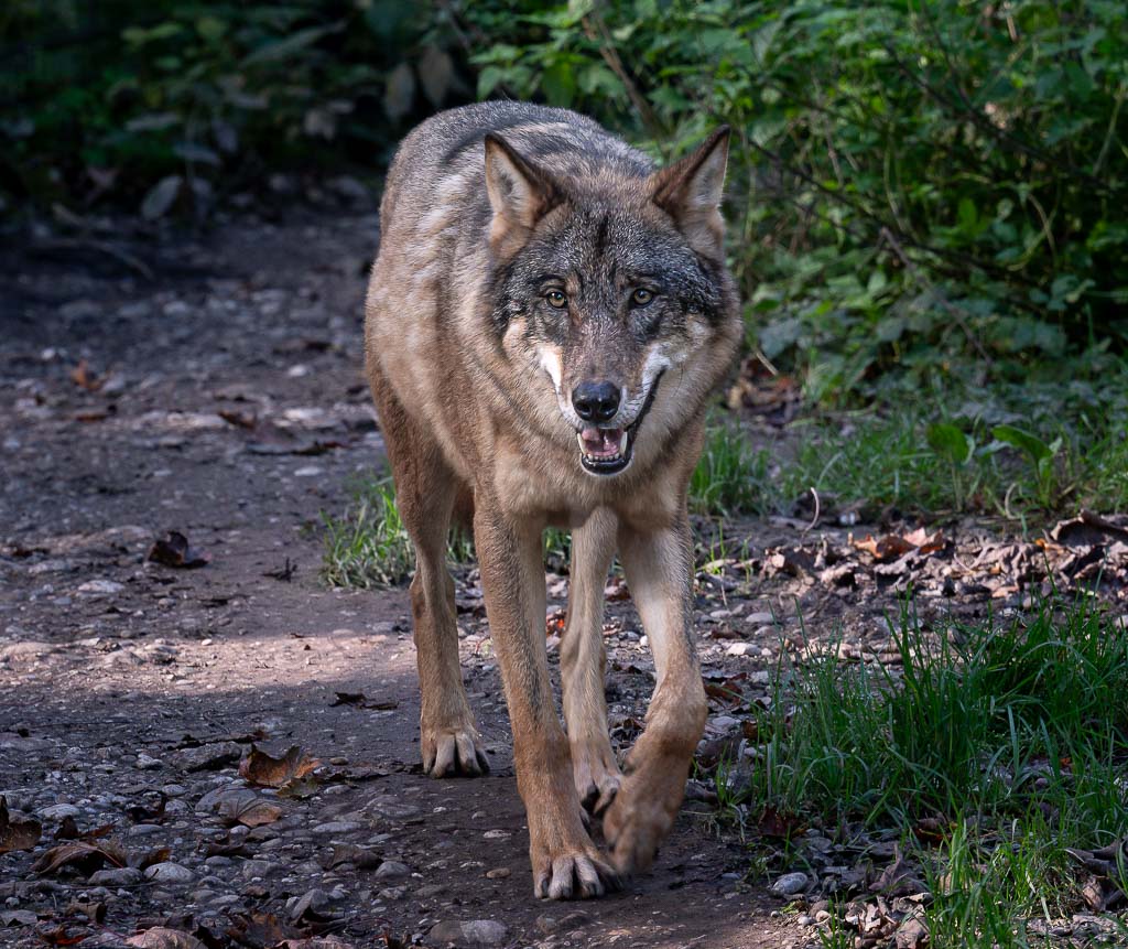 Wolf läuft auf Waldweg direkt auf die Kamera zu, umgeben von Gras und Schatten.