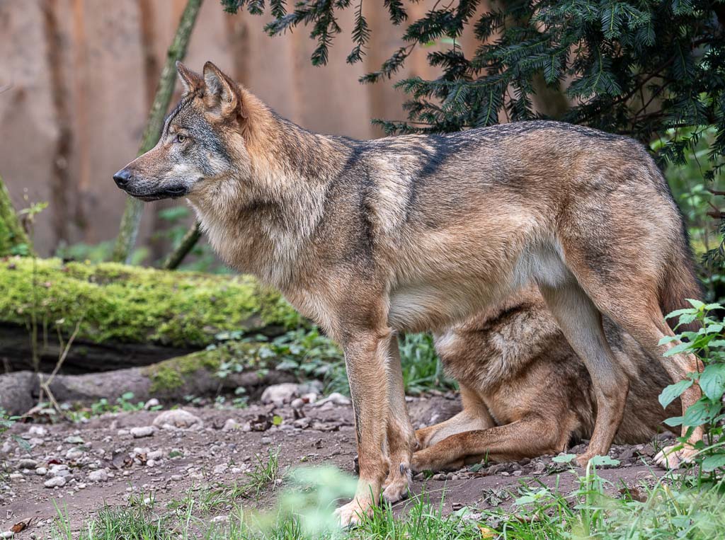 Wolf steht seitlich im Gehege, dahinter ruht ein zweiter Wolf im Schatten.
