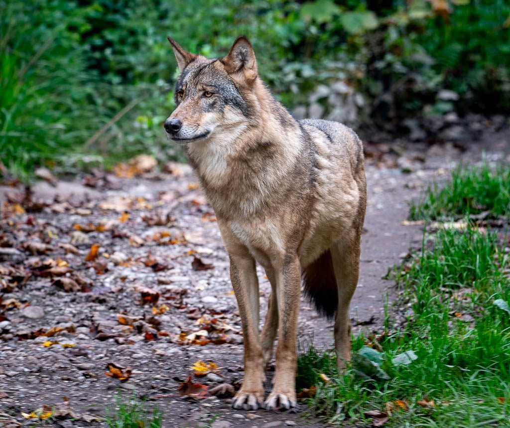 Wolf steht aufmerksam auf Waldpfad, dichter grüner Hintergrund und Laub am Boden.