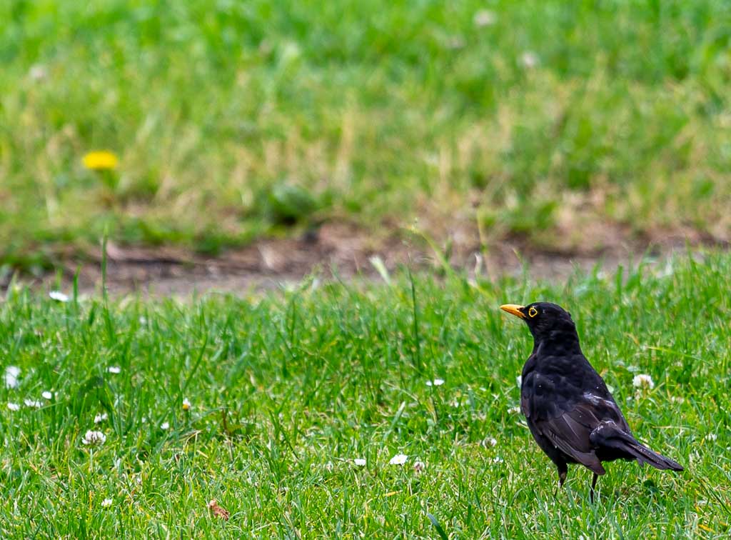 Tag der Amsel in Deutschland. Kuriose Feiertage - 3. Juni © 2025 Sven Giese – Bild 2 Amsel steht auf grünem Rasen und blickt nach links zur Wiese hin.