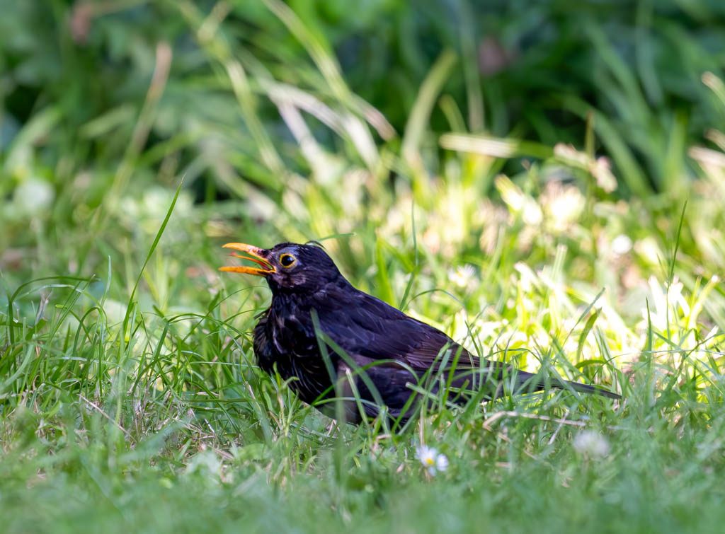 Tag der Amsel in Deutschland. Kuriose Feiertage - 3. Juni © 2025 Sven Giese – Bild 3 Eine männliche Amsel sitzt im Gras und ruft mit geöffnetem gelbem Schnabel.