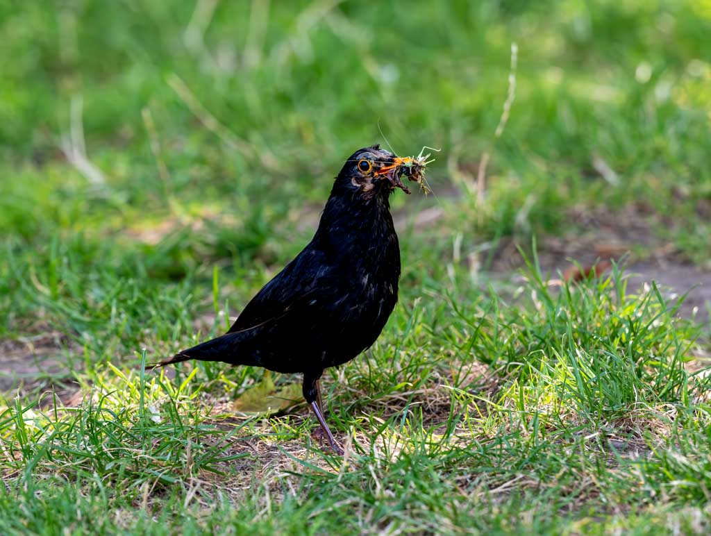 Tag der Amsel in Deutschland. Kuriose Feiertage - 3. Juni © 2025 Sven Giese – Bild 6 Eine Amsel steht im Gras und trägt Insekten und Grashalme in ihrem Schnabel.