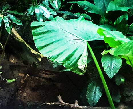 Große grüne Dschungelpflanzen mit auffälligem Blatt im Mittelpunkt.