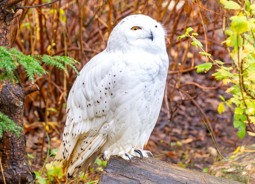 International Owl Awareness Day – Internationaler Ehrentag der Eule. Kuriose Feiertage - 4. August © 2024 Sven Giese – Bild 1 Eine weiße Schneeeule steht auf einem Baumstamm, umgeben von herbstlichem Laub.