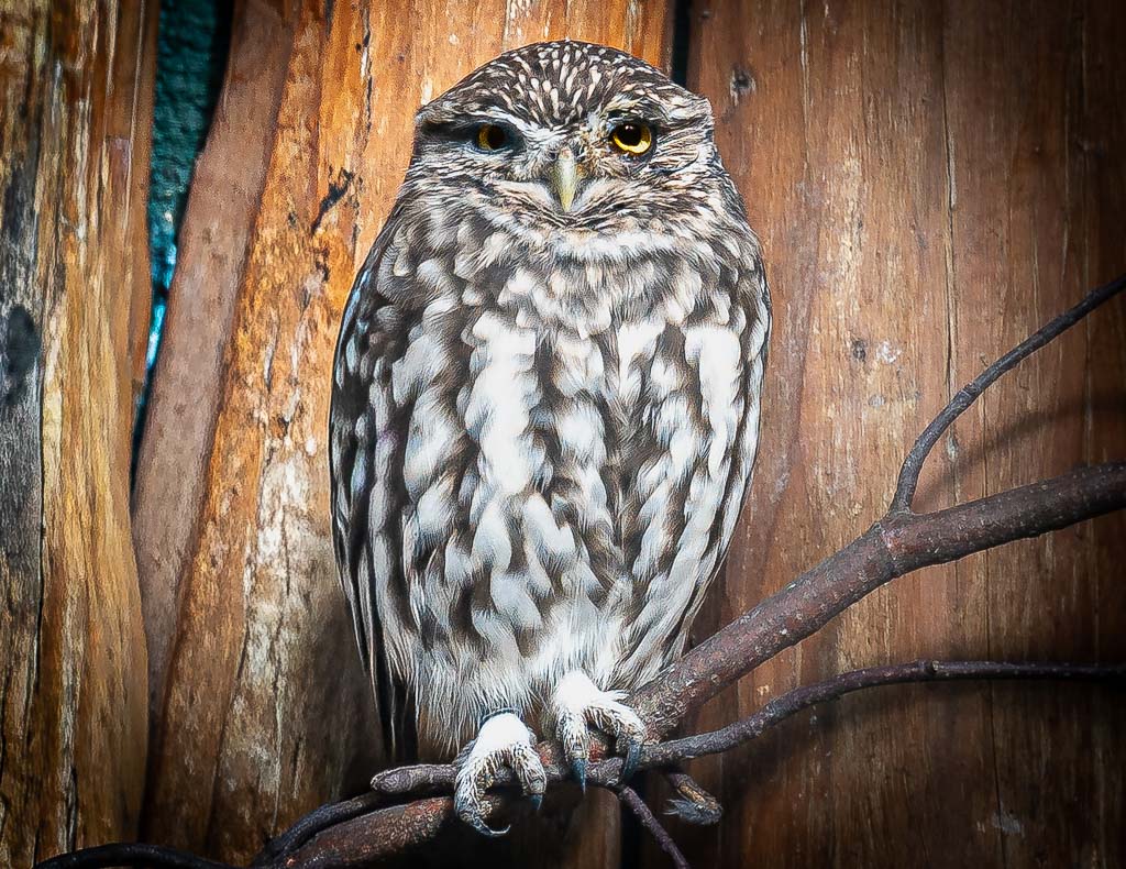 International Owl Awareness Day – Internationaler Ehrentag der Eule. Kuriose Feiertage - 4. August © 2026 Sven Giese – Bild 2 Kleine gefleckte Eule sitzt frontal auf einem Ast vor einer rustikalen Holzwand.