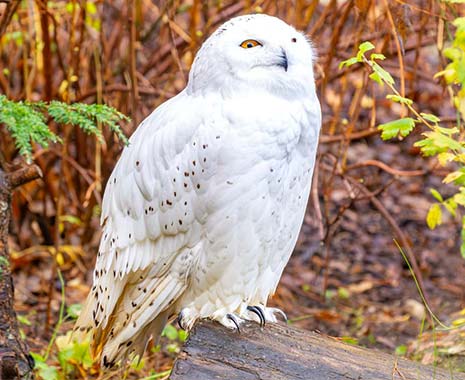 internationaler ehrentag der eule kuriose feiertage 2024 sven giese featured