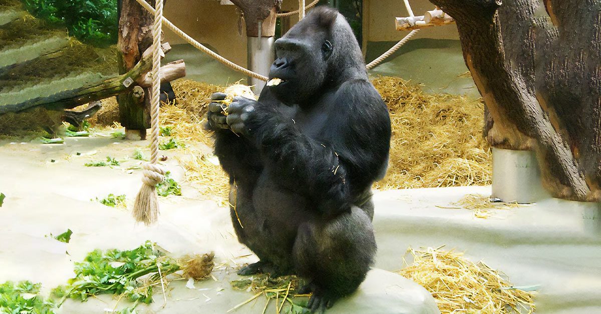 Welttag der Gorillas World Gorilla Day 24. September 2024