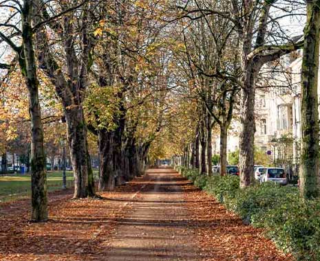Tag der Allee in Deutschland. Kuriose Feiertage - 20. Oktober © 2022 Sven Giese.