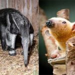 world anteater day und world tamandua day kuriose feiertage 2024 sven giese featured