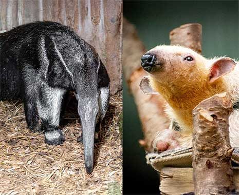 world anteater day und world tamandua day kuriose feiertage 2024 sven giese featured