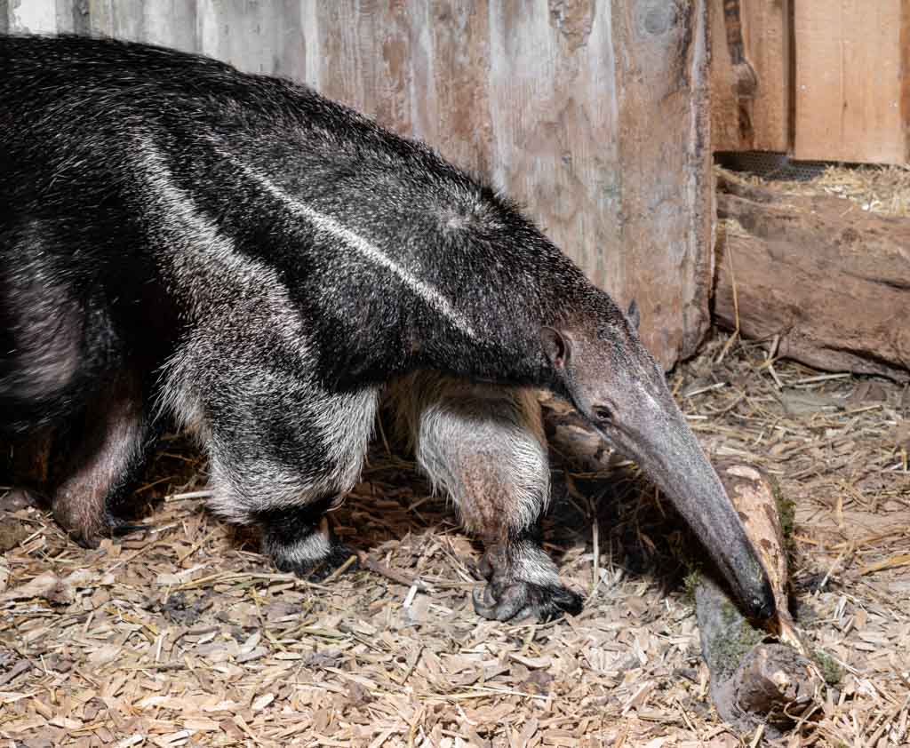 World Anteater Day und World Tamandua Day – Welttag der Ameisenbären. Kuriose Feiertage - 29. November und 19. November © 2024 Sven Giese – Bild 2 Ein großer Ameisenbär schnüffelt mit seiner Schnauze am Boden in einem Gehege aus Holz.