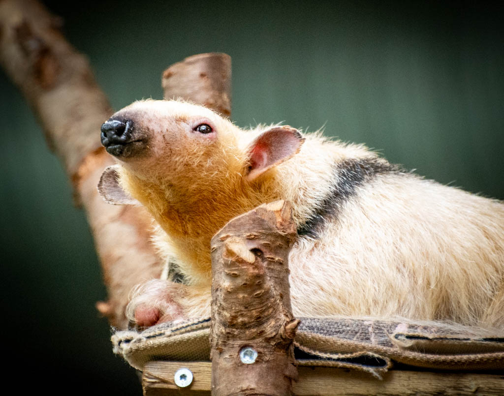 World Anteater Day und World Tamandua Day – Welttag der Ameisenbären. Kuriose Feiertage - 29. November und 19. November © 2023 Sven Giese – Bild 3 Ein Tamandua ruht auf einer Plattform mit Baumstämmen, hebt den Kopf und blickt in die Kamera.