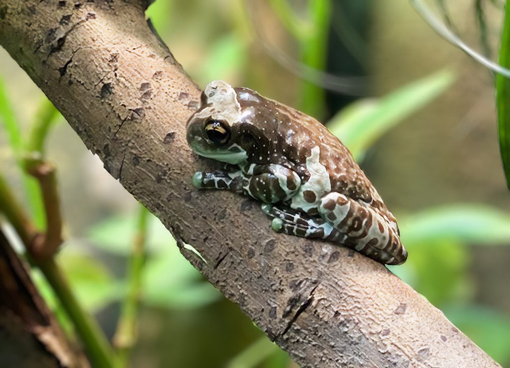 World Frog Day – Welttag der Frösche. Kuriose Feiertage - 20. März © 2024 Sven Giese – Bild 2 Kleiner, braun-türkis gefleckter Frosch sitzt ruhig auf einem Ast vor grünem Hintergrund.