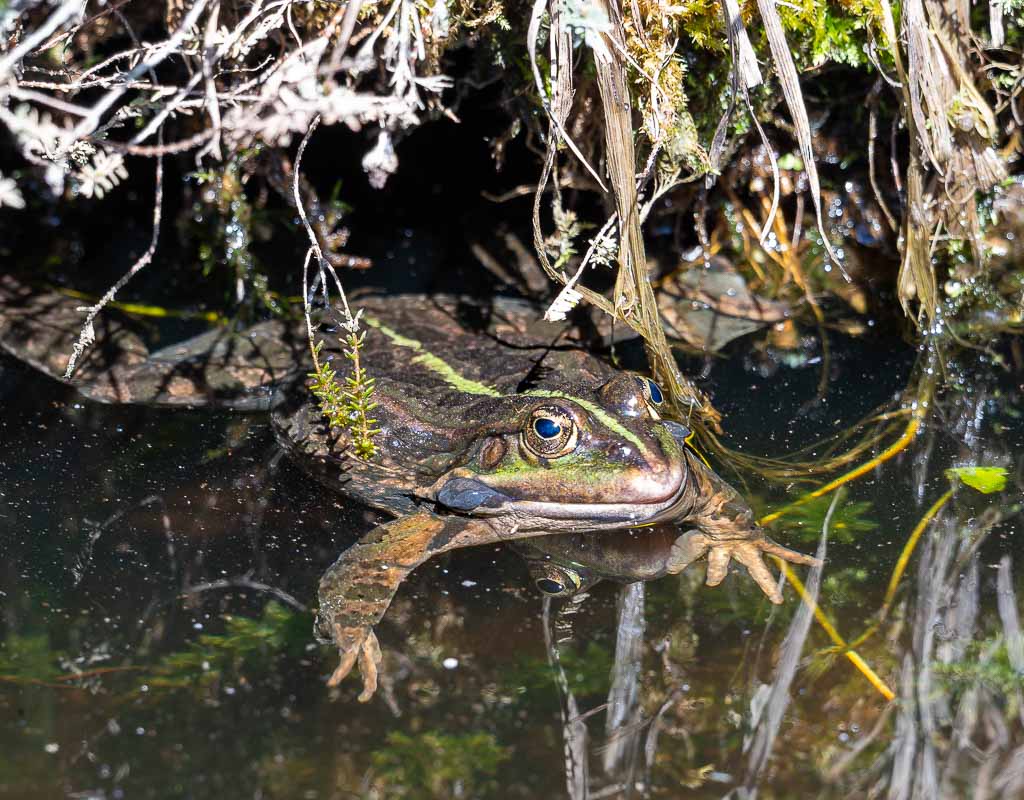 Grüner Frosch schwimmt ruhig im Teich zwischen Schilf, Vorderbeine auf Wasserpflanzen abgestützt.