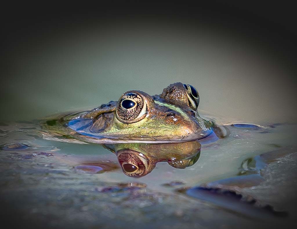 Froschkopf ragt aus stillem Wasser, große Augen spiegeln sich in der Oberfläche.