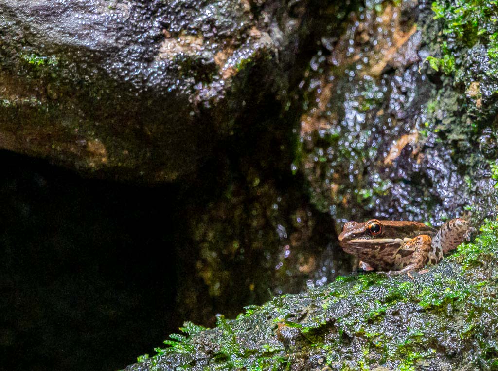 Kleiner brauner Frosch sitzt still auf nassem, glänzendem Moosfelsen neben dunkler Felsspalte im Schatten.