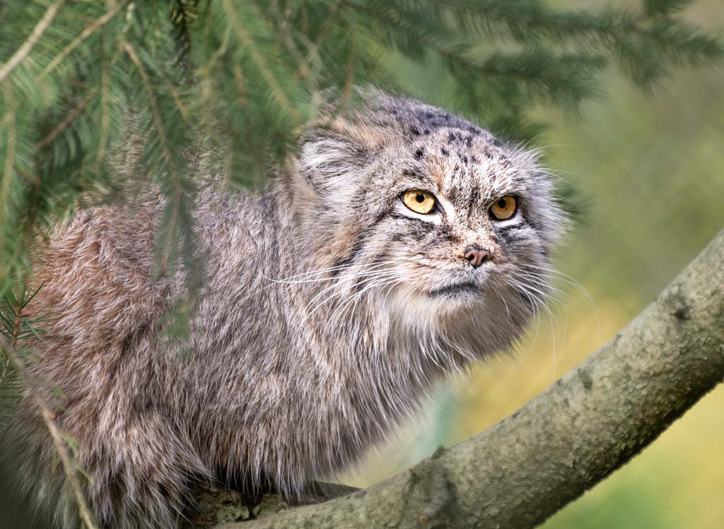 Pallas-Katze sitzt im Geäst und blickt mit wachem Blick durch die Äste ins Freigehege.