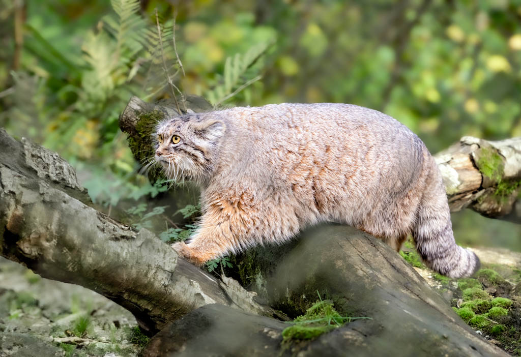 Eine Pallas-Katze klettert über einen Baumstamm. Ihr Blick ist nach vorn gerichtet, im Hintergrund ist dichtes Grün zu sehen.
