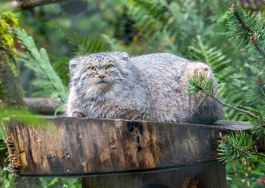 Internationaler Tag der Pallaskatze – International Pallas’s Cat Day. Kuriose Feiertage - 23. April © 2024 Sven Giese – Bild 7