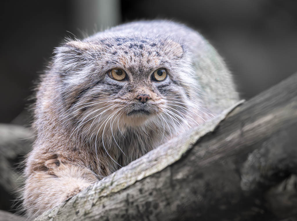 Internationaler Tag der Pallaskatze – International Pallas’s Cat Day. Kuriose Feiertage - 23. April © 2024 Sven Giese – Bild 8