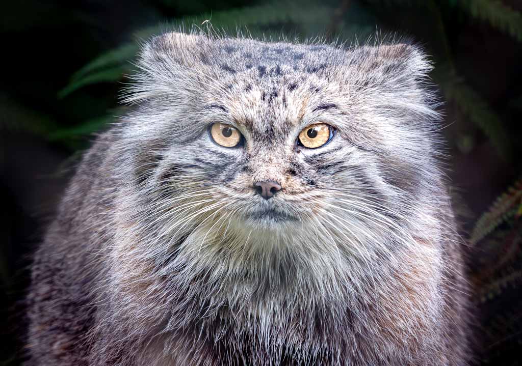 Internationaler Tag der Pallaskatze – International Pallas’s Cat Day. Kuriose Feiertage - 23. April © 2024 Sven Giese – Bild 6