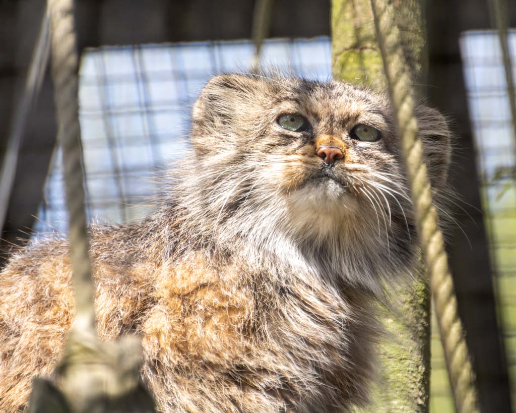 Pallas-Katze blickt aufmerksam nach oben, Sonnenlicht fällt durch das Gitter des Geheges.